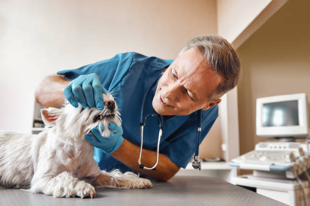 Best Broken or Chipped Tooth Repair in Osage City, KS